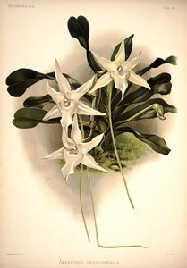 Angraecum sesquipedale de London H. Sotheran and Co.